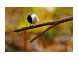 ***
Фотограф: Сергей Буркацкий

Просмотров: 1276
Комментариев: 0