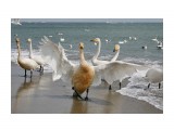 Название: Кликуны
Фотоальбом: Лебеди прилетели
Категория: Животные

Время съемки/редактирования: 2015:06:08 12:12:45
Фотокамера: Canon - Canon EOS 400D DIGITAL
Диафрагма: f/13.0
Выдержка: 1/1000
Фокусное расстояние: 47/1



Просмотров: 703
Комментариев: 1