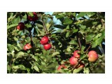 DSC00450
Фотограф: k5v7v
Сахалинские яблоки. Крупные и очень вкусные, лучше импортных.

Просмотров: 755
Комментариев: 0
