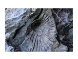Название: Древнее морское дно
Фотоальбом: Александровск-Сахалинский
Категория: Природа
Описание: Отпечатки больших раковин

Просмотров: 898
Комментариев: 0