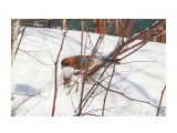 Сойка
Фотограф: VictorV

Просмотров: 489
Комментариев: 0