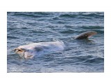Возле Невельска (Селезнево) к берегу прибило волной какое-то неизвестное  морское животное....