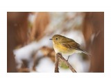 Синехвостка
Фотограф: VictorV

Просмотров: 490
Комментариев: 3