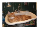 Название: Хороший сон
Фотоальбом: МойКотенок
Категория: Животные

Время съемки/редактирования: 2011:09:26 21:07:36
Фотокамера: CASIO COMPUTER CO.,LTD. - EX-Z1050   
Диафрагма: f/2.8
Выдержка: 1/8
Фокусное расстояние: 790/100
Светочуствительность: 100


Просмотров: 1266
Комментариев: 2