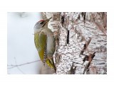 _DSC0410
Фотограф: VictorV
Grey-headed Woodpecker

Просмотров: 680
Комментариев: 0