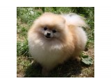 Название: 17Guchi
Фотоальбом: Этуаль Дель Эст Гуччи
Категория: Животные

Время съемки/редактирования: 2011:07:19 12:45:08
Фотокамера: Canon - Canon EOS 1000D
Диафрагма: f/4.0
Выдержка: 1/640
Фокусное расстояние: 30/1
Светочуствительность: 100


Просмотров: 725
Комментариев: 0
