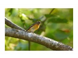 Таёжная мухоловка
Фотограф: VictorV
Mugimaki Flycatcher

Просмотров: 4176
Комментариев: 0