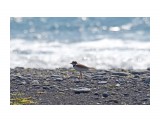 Малый зуек
Фотограф: VictorV
Little Ringed Plover

Просмотров: 1173
Комментариев: 0