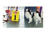 Название: Папа мальчиков
Фотоальбом: Щенки японского хина
Категория: Животные
Описание: Чемпион России, Беларуси, Чемпион НКП, Гранд Чемп. России, 3 х CACIB

Просмотров: 843
Комментариев: 0
