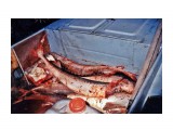 Вот это улов (калуга) 
Фотограф: Photohunter
2002г

Просмотров: 3165
Комментариев: 6