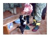 Название: Фото434
Фотоальбом: котэ
Категория: Животные

Фотокамера: Nokia - N73
Диафрагма: f/2.8
Выдержка: 39000/1000000
Фокусное расстояние: 56/10
Светочуствительность: 125


Просмотров: 1129
Комментариев: 3