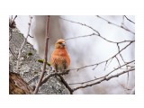 Клёст-еловик
Фотограф: VictorV

Просмотров: 311
Комментариев: 0