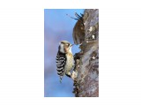 Малый острокрылый дятел
Фотограф: VictorV
Japanese Pygmy Woodpecker

Просмотров: 1389
Комментариев: 3