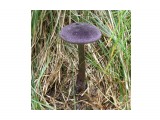 Фиолетовый гриб

Просмотров: 711
Комментариев: 0