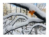 «snow papaya»

Просмотров: 608
Комментариев: 0