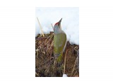 Grey-headed Woodpecker
Фотограф: VictorV

Просмотров: 681
Комментариев: 0