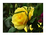 Название: DSC07431_н
Фотоальбом: Розы в сквере музея
Категория: Цветы

Время съемки/редактирования: 2016:07:29 14:14:20
Фотокамера: SONY - DSC-HX300
Диафрагма: f/6.3
Выдержка: 1/250
Фокусное расстояние: 21500/100



Просмотров: 530
Комментариев: 0