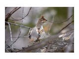 Рябчик
Фотограф: Tsygankov Yuriy

Просмотров: 862
Комментариев: 0