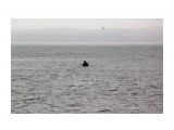 Кто то бродит в воде...
Фотограф: vikirin

Просмотров: 2418
Комментариев: 0