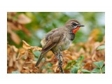 Соловей-красношейка 
Фотограф: VictorV
Siberian Rubythroat

Просмотров: 1241
Комментариев: 2