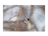Уссурийский снегирь
Фотограф: VictorV

Просмотров: 565
Комментариев: 0