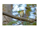 Orange-flanked Bush-robin