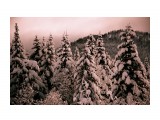 Зимний лес

Просмотров: 2578
Комментариев: 0