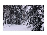 Зима на перевале..
Фотограф: vikirin

Просмотров: 1770
Комментариев: 2