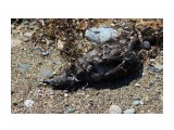 Мертвая птица
Море Охотское, по побережью птицы лежат, кому опять они мешают.

Просмотров: 180
Комментариев: 0