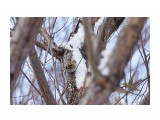 Чиж, самка
Фотограф: VictorV

Просмотров: 483
Комментариев: 0