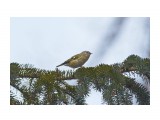 Королёк
Фотограф: VictorV

Просмотров: 660
Комментариев: 0