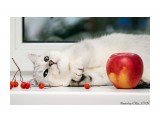 Название: Осенний сон
Фотоальбом: Кошки
Категория: Животные

Просмотров: 861
Комментариев: 0