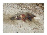 Погибший тюлень Ларга (((

Просмотров: 1406
Комментариев: 0