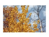 Осеннее золото... 
Фотограф: vikirin

Просмотров: 2437
Комментариев: 0