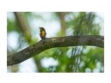 Японская мухоловка, самец
Фотограф: VictorV

Просмотров: 472
Комментариев: 0