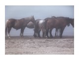 Лошади в тумане
на берегу моря

Просмотров: 6120
Комментариев: 1