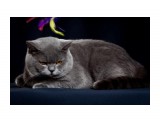 Название: 2
Фотоальбом: ICH Jack Blue Vernissage
Категория: Животные

Время съемки/редактирования: 2010:04:28 00:59:49
Фотокамера: Canon - Canon EOS 5D Mark II
Диафрагма: f/9.0
Выдержка: 1/200
Фокусное расстояние: 90/1
Светочуствительность: 100


Просмотров: 345
Комментариев: 0