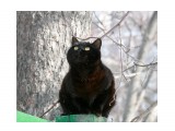 Черный кот

Просмотров: 2187
Комментариев: 6