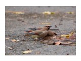 Парочка.
Фотограф: Tsygankov Yuriy
Bombycilla japonica

Просмотров: 422
Комментариев: 2
