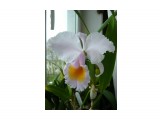 Cattleya schroederae