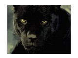 black P

Просмотров: 3261
Комментариев: 1