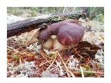 Название: Боровички-силачи
Фотоальбом: Грибы
Категория: Природа

Время съемки/редактирования: 2018:09:02 08:27:05
Фотокамера: NIKON - COOLPIX S7000
Диафрагма: f/3.4
Выдержка: 10/300
Фокусное расстояние: 45/10



Просмотров: 1193
Комментариев: 0