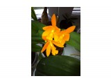 IMG_2190
Каттлея Rth. Young-Min Orange 'Golden Satisfaction' (Rth. Viola Nugget x Ctt. Trick or Treat) ​

Просмотров: 557
Комментариев: 