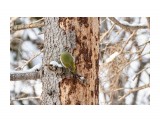 Седой дятел
Фотограф: VictorV

Просмотров: 473
Комментариев: 1