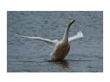 Название: Фото 13
Фотоальбом: Лебеди в Охотске
Категория: Природа

Просмотров: 1165
Комментариев: 1