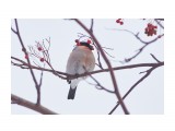 Уссурийский снегирь
Фотограф: VictorV

Просмотров: 263
Комментариев: 0