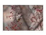 красота в райских яблочках!
Фотограф: Tsygankov Yuriy
Японский свиристель.

Просмотров: 269
Комментариев: 0