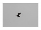 Орлан в своем заповеднике на Лунском
Фотограф: vikirin

Просмотров: 996
Комментариев: 0