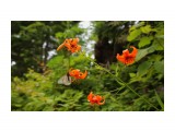 001-к

Просмотров: 624
Комментариев: 0