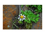 Название: ромашка астра хризантема
Фотоальбом: флора
Категория: Цветы

Время съемки/редактирования: 2020:08:24 19:39:10
Фотокамера: NIKON CORPORATION - NIKON D5100
Диафрагма: f/5.6
Выдержка: 10/1000
Фокусное расстояние: 360/10


Описание: мыс Жонкьер.

Просмотров: 419
Комментариев: 0